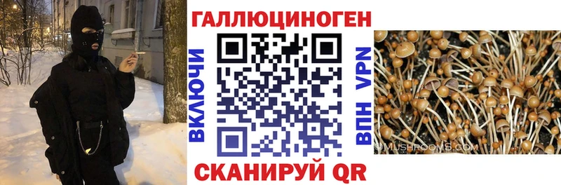 Галлюциногенные грибы Psilocybine cubensis  наркошоп  Барнаул 